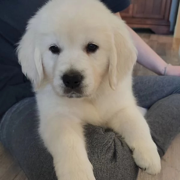Meravigliosi cuccioli Golden Retriever