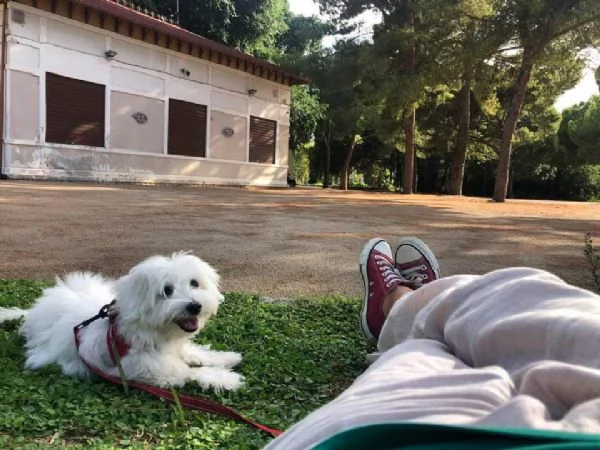 Vendo dolcissima cucciola maltese 4 mesi