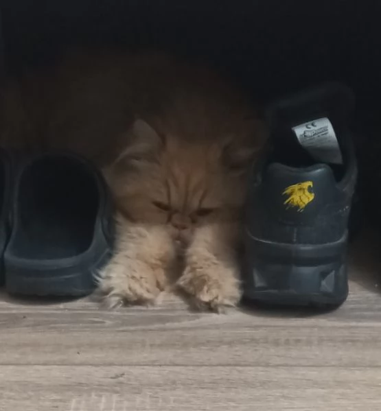 Vendo Gatto Persiano rosso