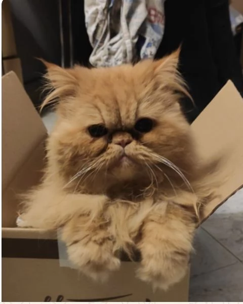 Vendo Gatto Persiano rosso | Foto 0