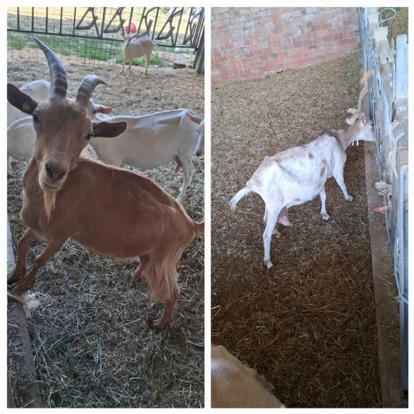 Vendo capre  | Foto 2