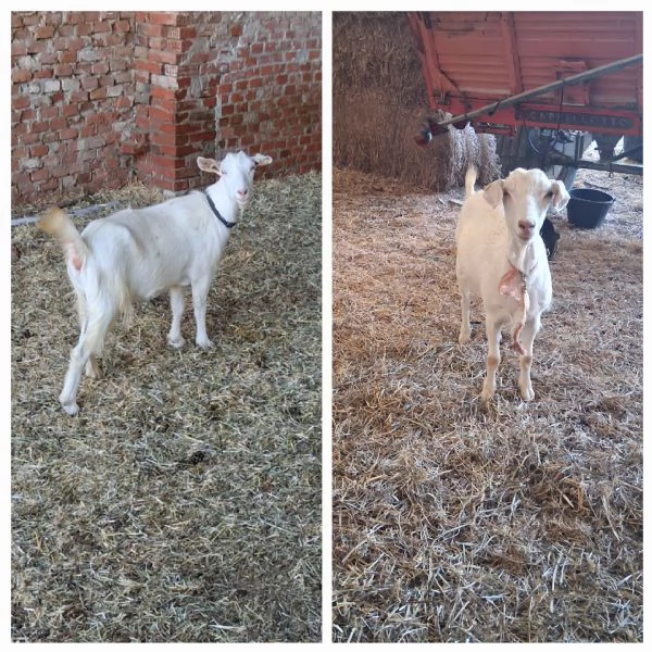 Vendo capre  | Foto 1