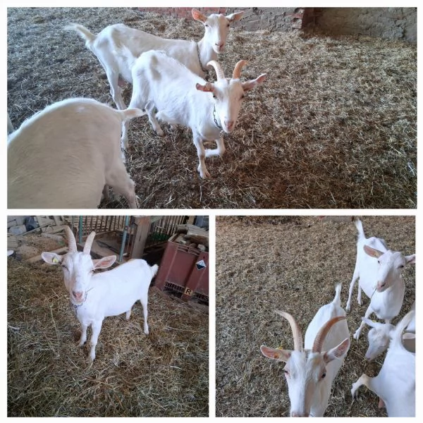 Vendo capre  | Foto 0