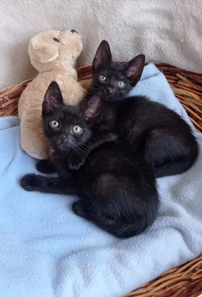 Adozione gratuita Gattino Nero | Foto 0