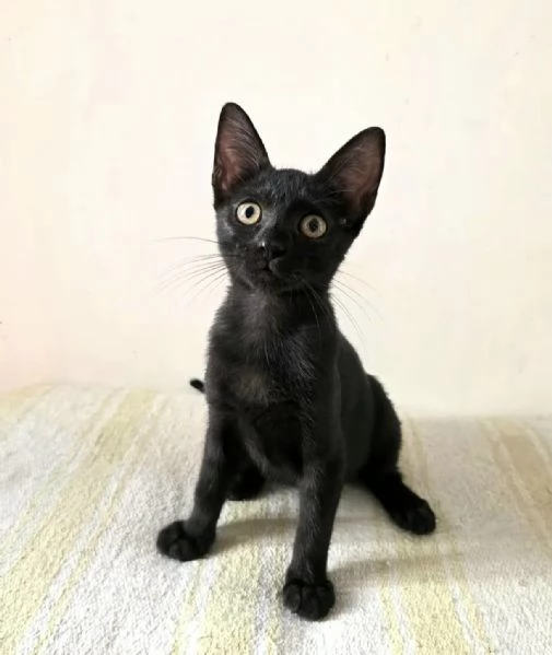 Adozione gratuita Gattino Nero