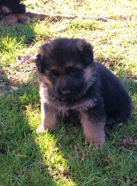Cuccioli di pastore tedesco | Foto 3