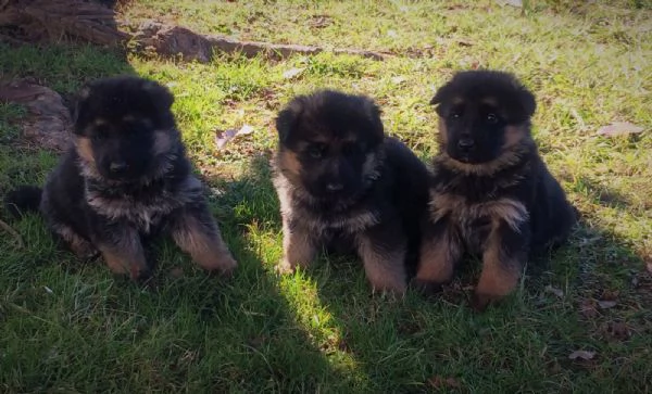 Cuccioli di pastore tedesco | Foto 2