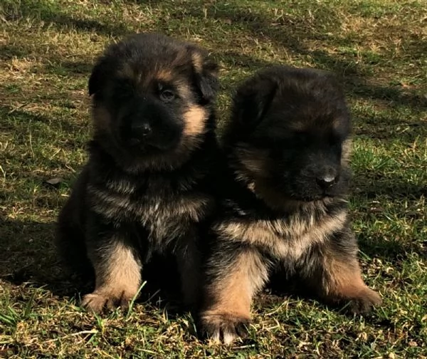 Cuccioli di pastore tedesco | Foto 1