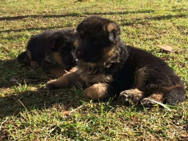 Cuccioli di pastore tedesco | Foto 0
