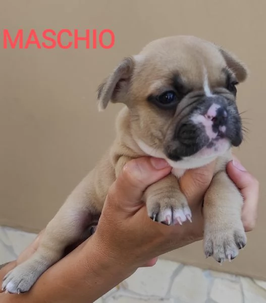 Cuccioli di bulldog Francese 