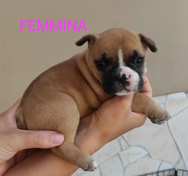 Cuccioli di bulldog Francese  | Foto 6