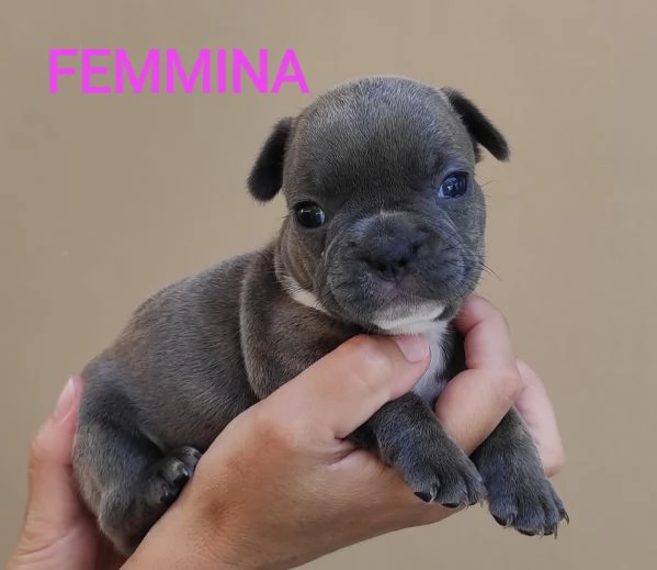 Cuccioli di bulldog Francese  | Foto 5