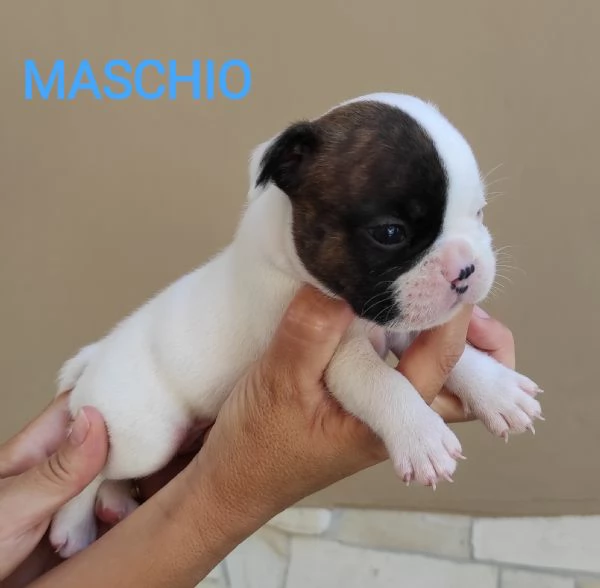 Cuccioli di bulldog Francese  | Foto 4