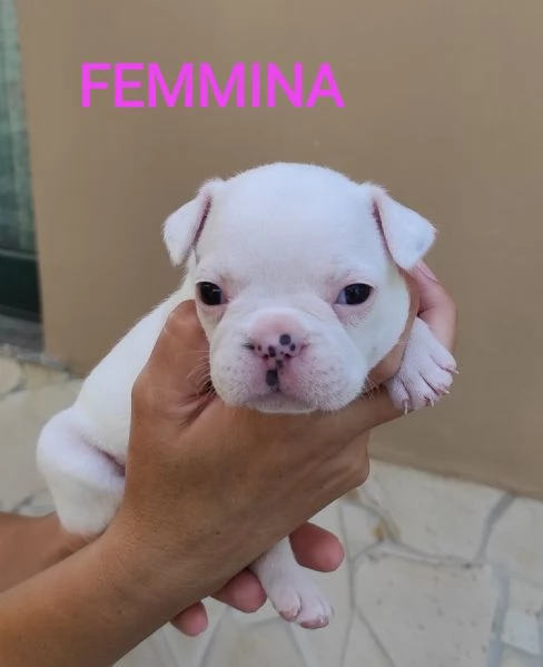 Cuccioli di bulldog Francese  | Foto 3
