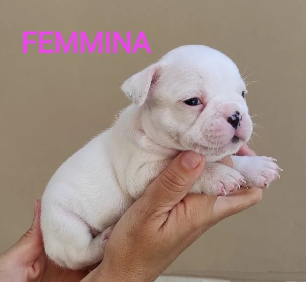 Cuccioli di bulldog Francese  | Foto 2