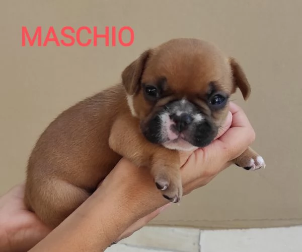 Cuccioli di bulldog Francese  | Foto 1