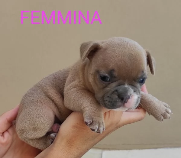 Cuccioli di bulldog Francese  | Foto 0