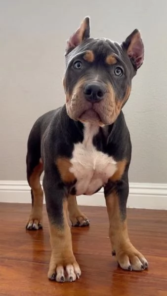 Regalo Cuccioli di Pitbull   Disponibili 5 splendidi cuccioli di Pitbull 3 maschi e 2 femmine... ...