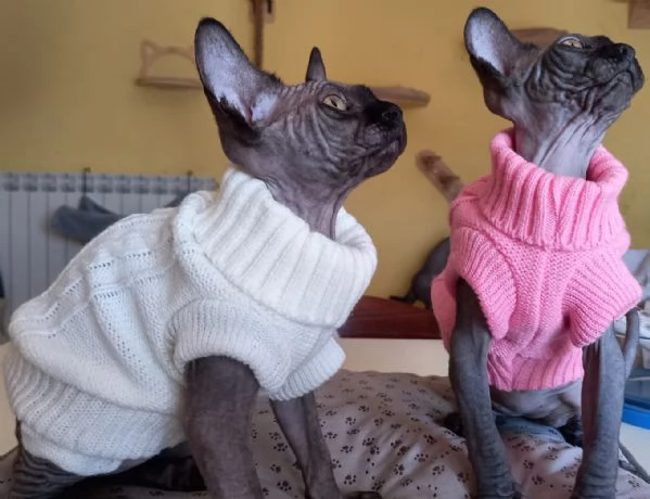 Cucciole femmine Sphynx | Foto 2