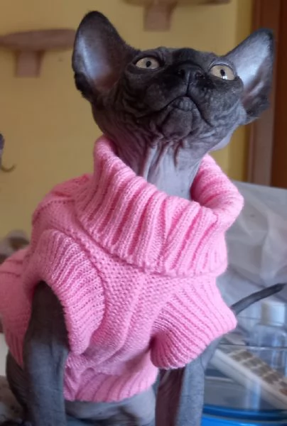 Cucciole femmine Sphynx | Foto 1