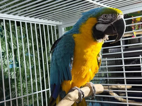 Pappagallo Ara blu e oro di Glasgow | Foto 0