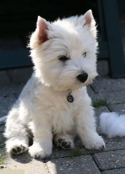 adorabili cuccioli West highland terrier bianco femminucce e maschietti disponibili   i cuccioli son