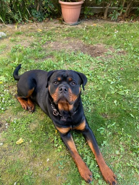 Vendo Rottweiler maschio di 14 mesi con Pedigree 