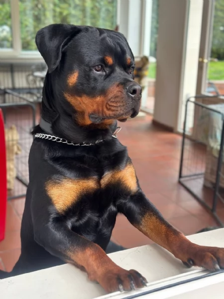 Vendo Rottweiler maschio di 14 mesi con Pedigree  | Foto 6