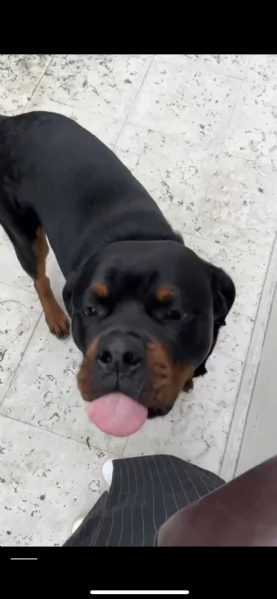 Vendo Rottweiler maschio di 14 mesi con Pedigree  | Foto 5