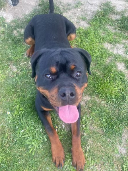 Vendo Rottweiler maschio di 14 mesi con Pedigree  | Foto 4