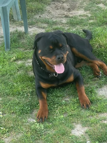 Vendo Rottweiler maschio di 14 mesi con Pedigree  | Foto 3