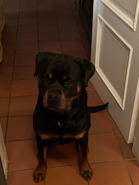 Vendo Rottweiler maschio di 14 mesi con Pedigree  | Foto 2