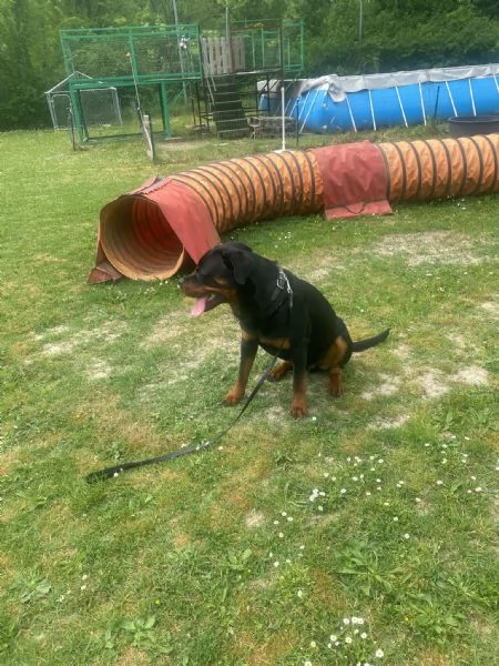 Vendo Rottweiler maschio di 14 mesi con Pedigree  | Foto 0