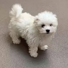 Maltese nano