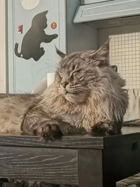 Maine Coon per monte | Foto 4