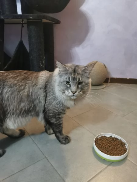 Maine Coon per monte | Foto 3