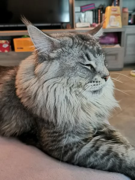 Maine Coon per monte | Foto 1