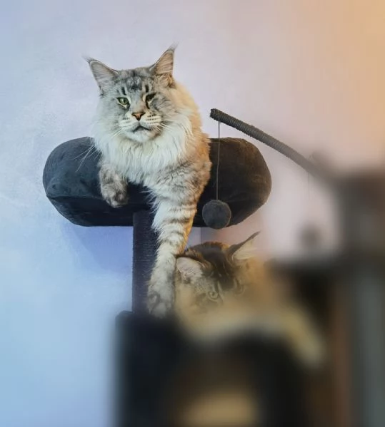 Maine Coon per monte | Foto 0