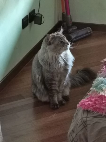 Maine Coon per monte