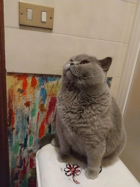 Vendo gatto british shortair