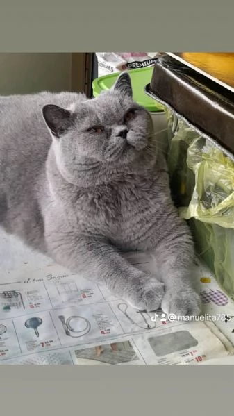 Vendo gatto british shortair | Foto 0