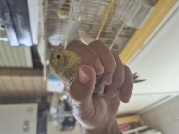 Agata Opale Giallo Mosaico