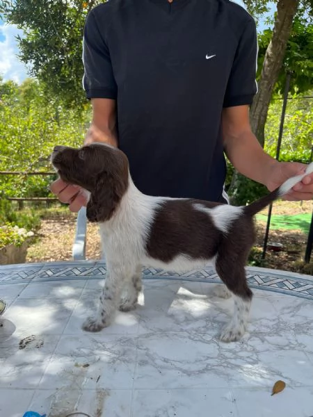 Setter Inglese | Foto 6