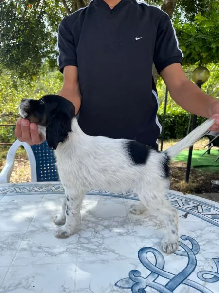 Setter Inglese | Foto 5