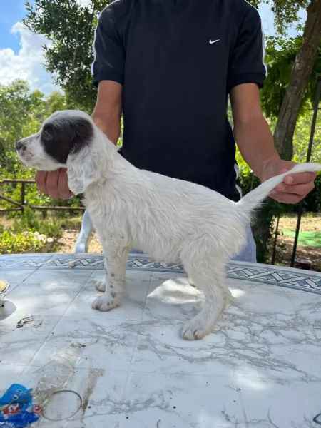 Setter Inglese | Foto 4