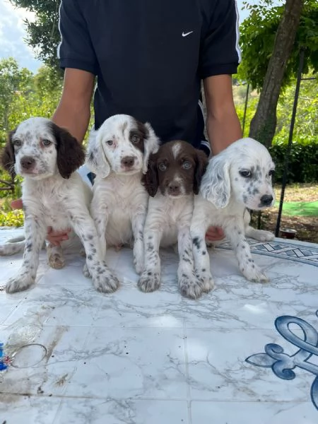 Setter Inglese | Foto 3