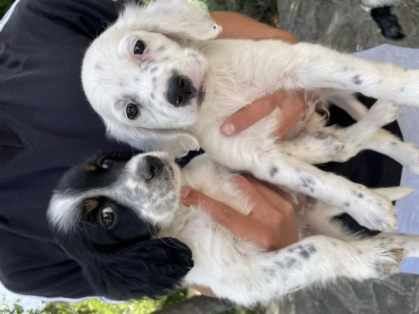 Setter Inglese | Foto 2