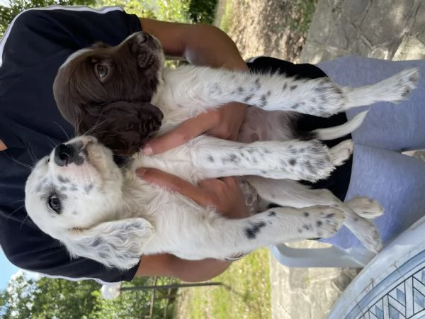 Setter Inglese | Foto 1