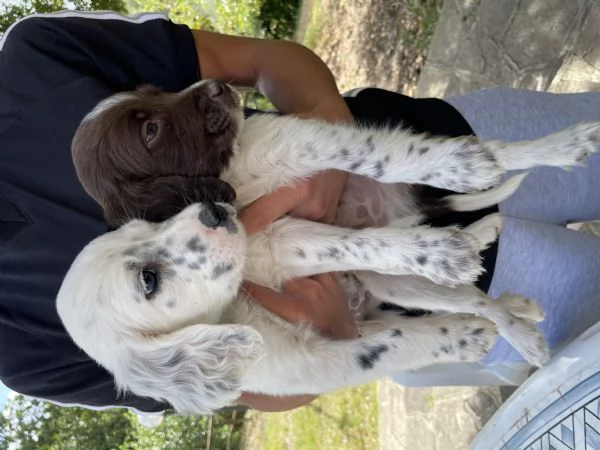 Setter Inglese | Foto 0