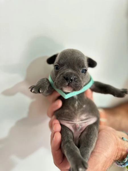 Cuccioli di bulldog francese 